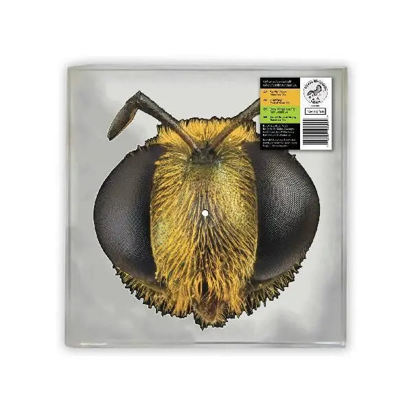 King Gizzard And The Lizard Wizard - Big Fig wasp RSD 2026