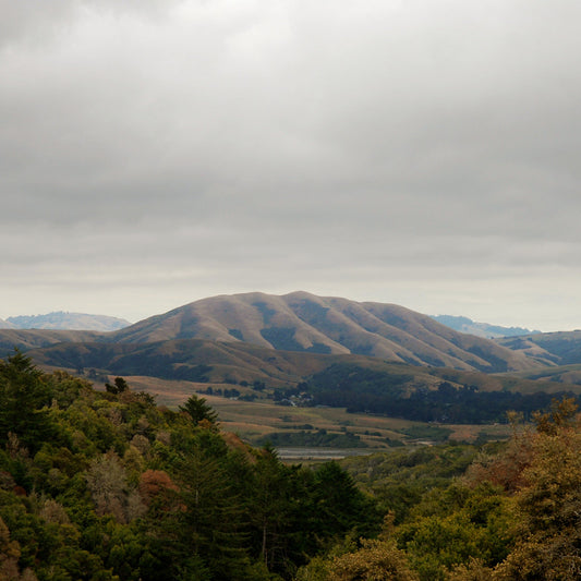 Mount Wittenberg Orca, Dirty Projectors & Bjork